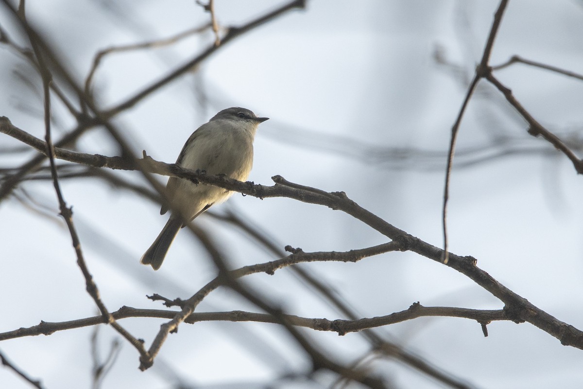 Suiriri Flycatcher - ML638610418