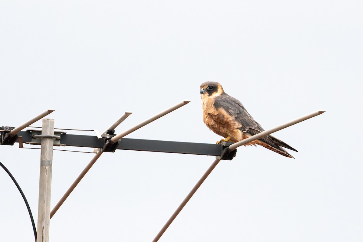 Australian Hobby - ML638610510