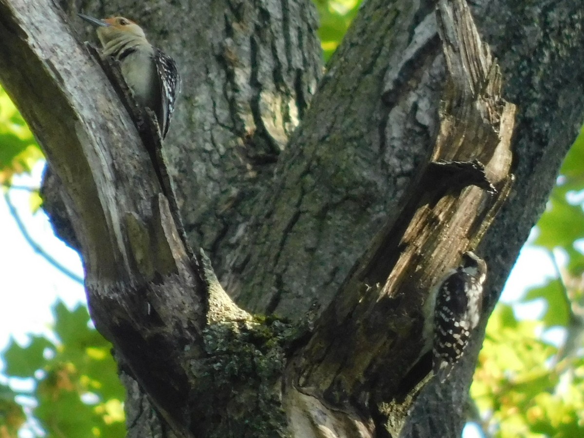 Red-bellied Woodpecker - ML638610523