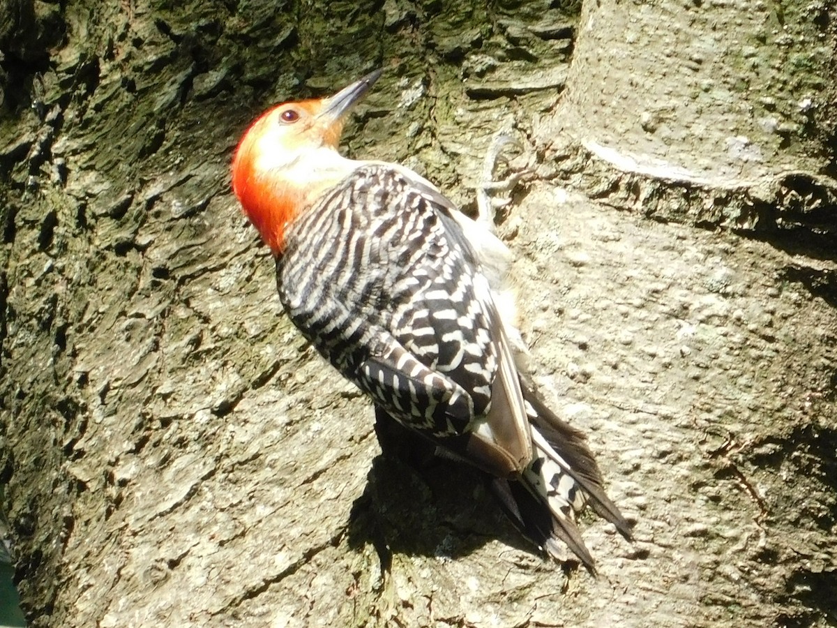 Red-bellied Woodpecker - ML638610524