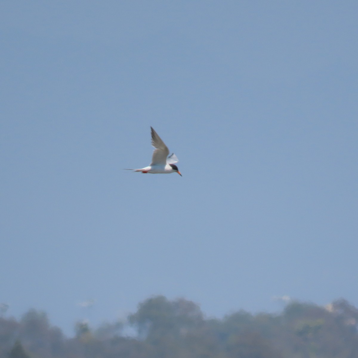 Forster's Tern - ML638610536