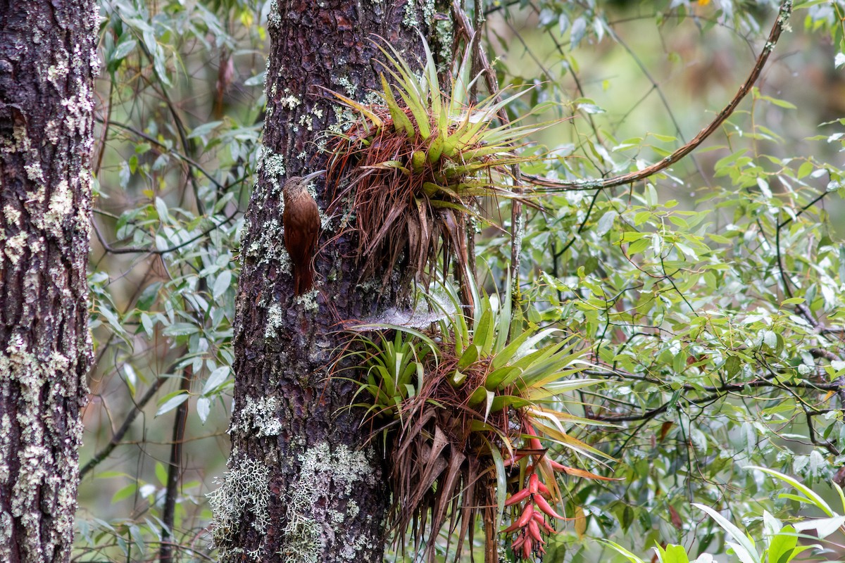 Strong-billed Woodcreeper - ML638610545
