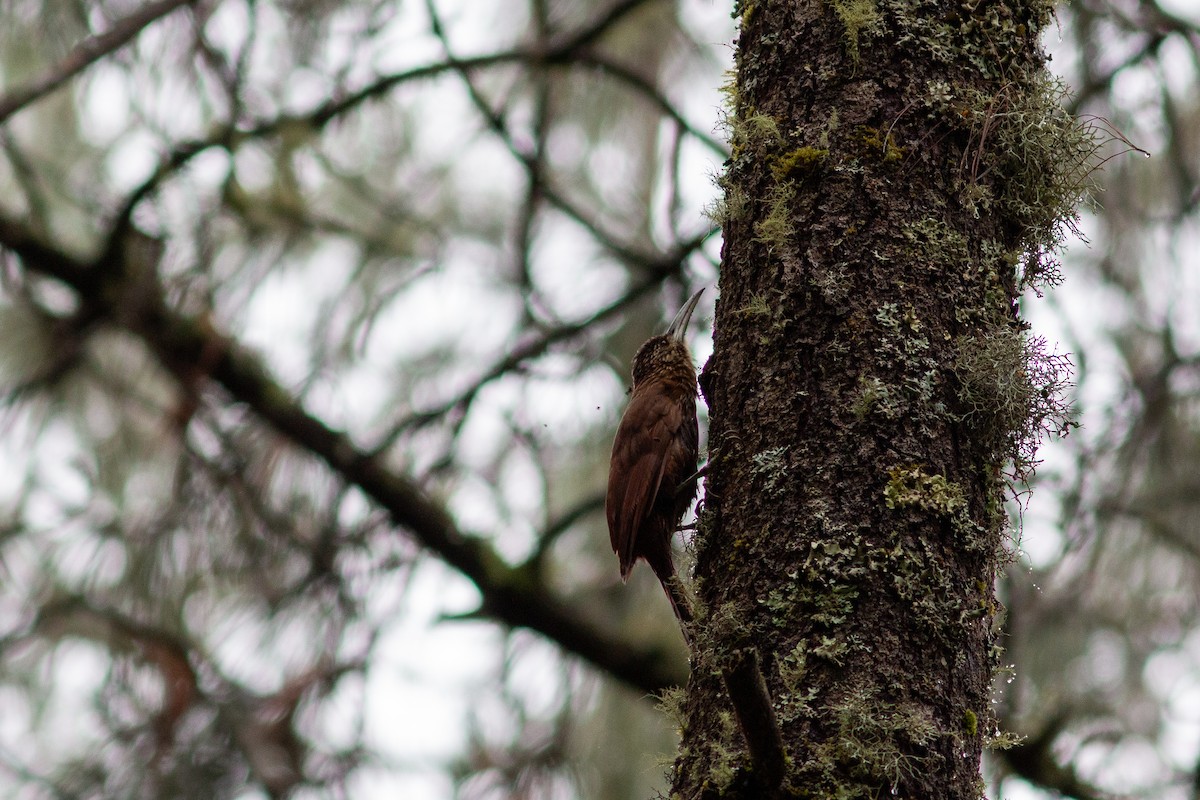 Strong-billed Woodcreeper - ML638610555