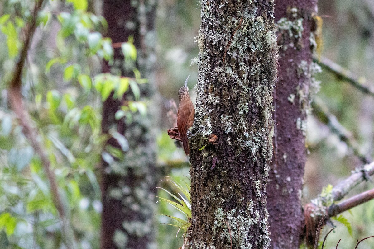 Strong-billed Woodcreeper - ML638610556
