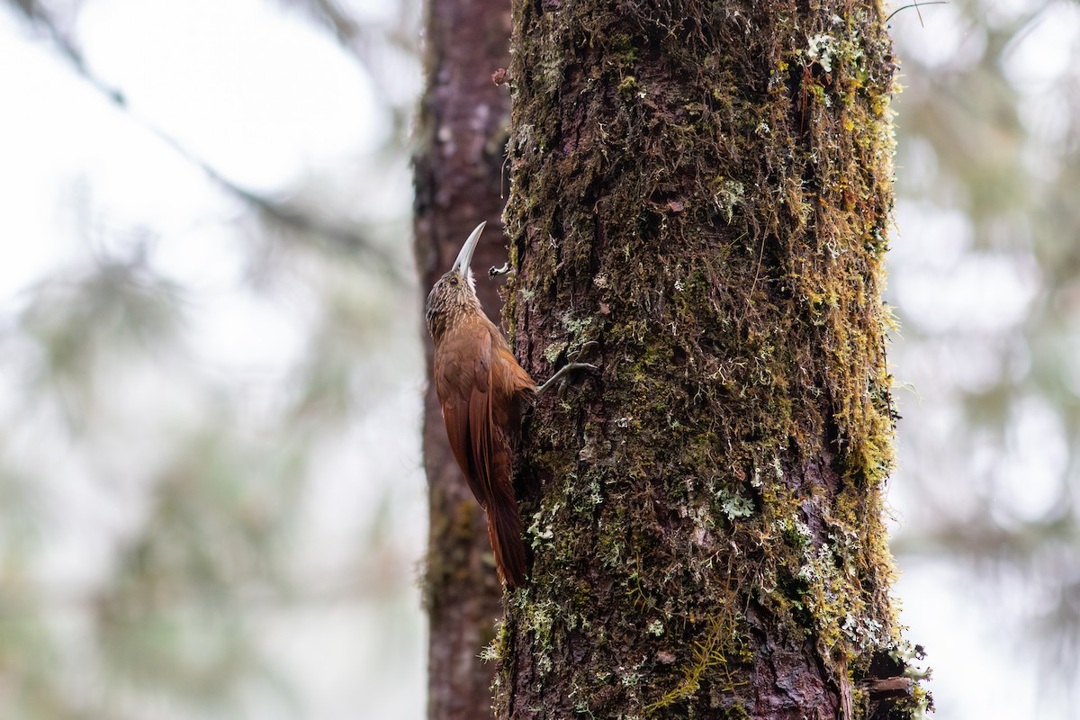 Strong-billed Woodcreeper - ML638610557