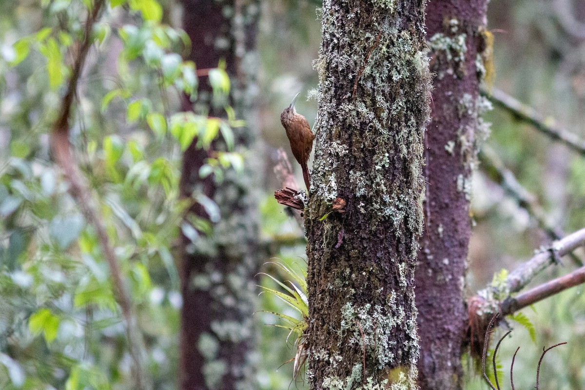 Strong-billed Woodcreeper - ML638610558