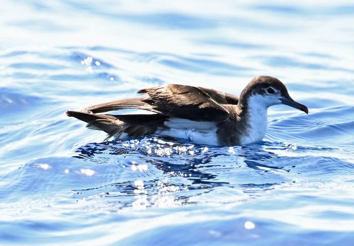 Sargasso Shearwater - ML638610561