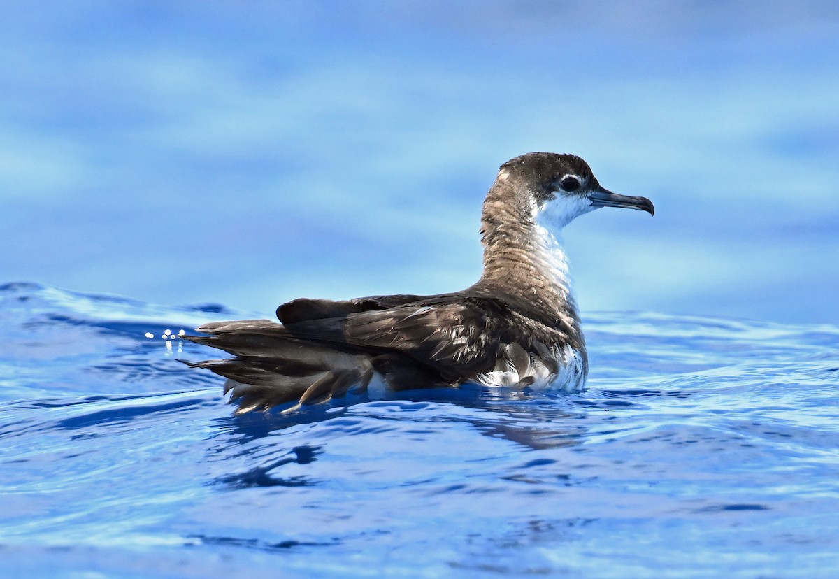 Sargasso Shearwater - ML638610562