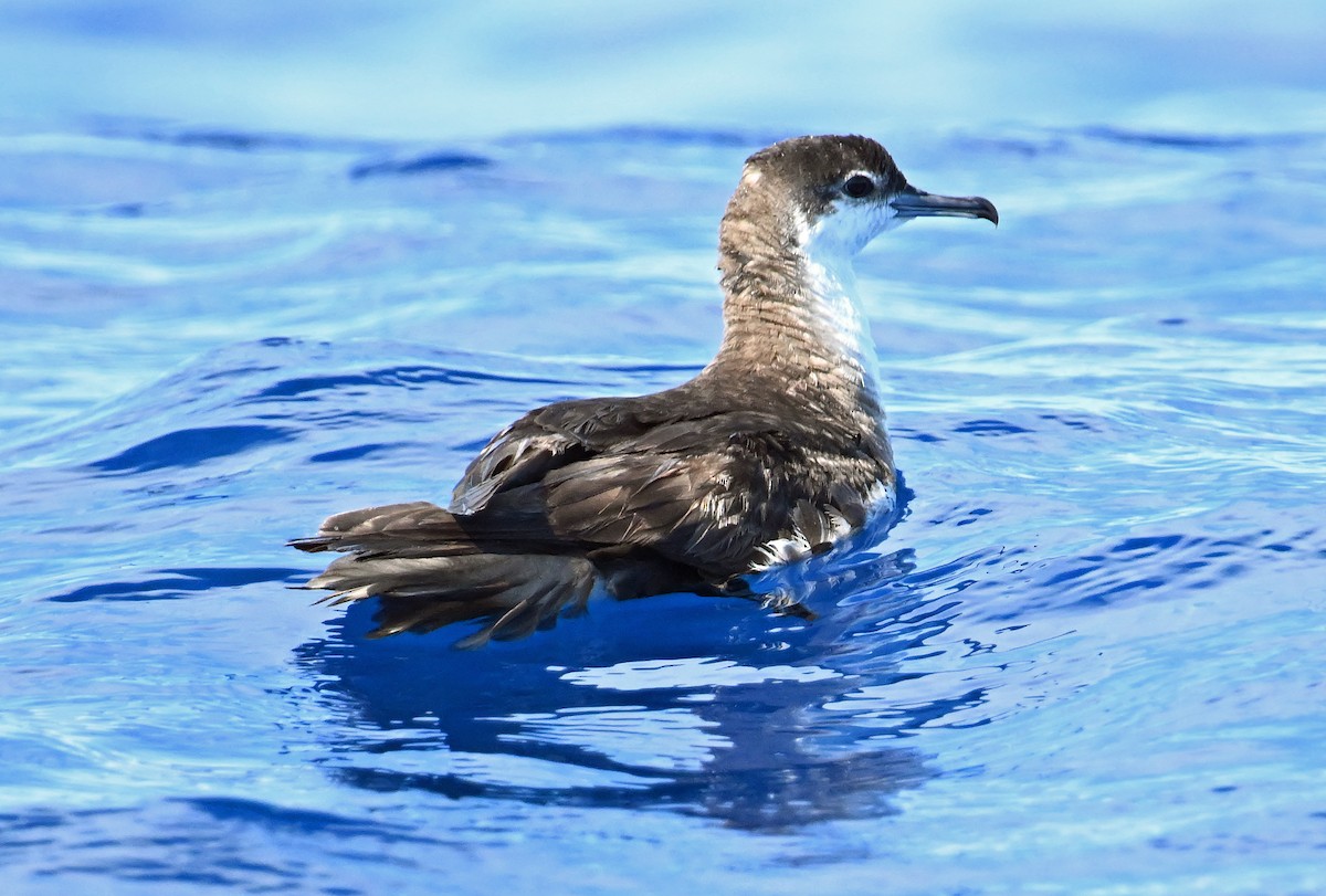 Sargasso Shearwater - ML638610563