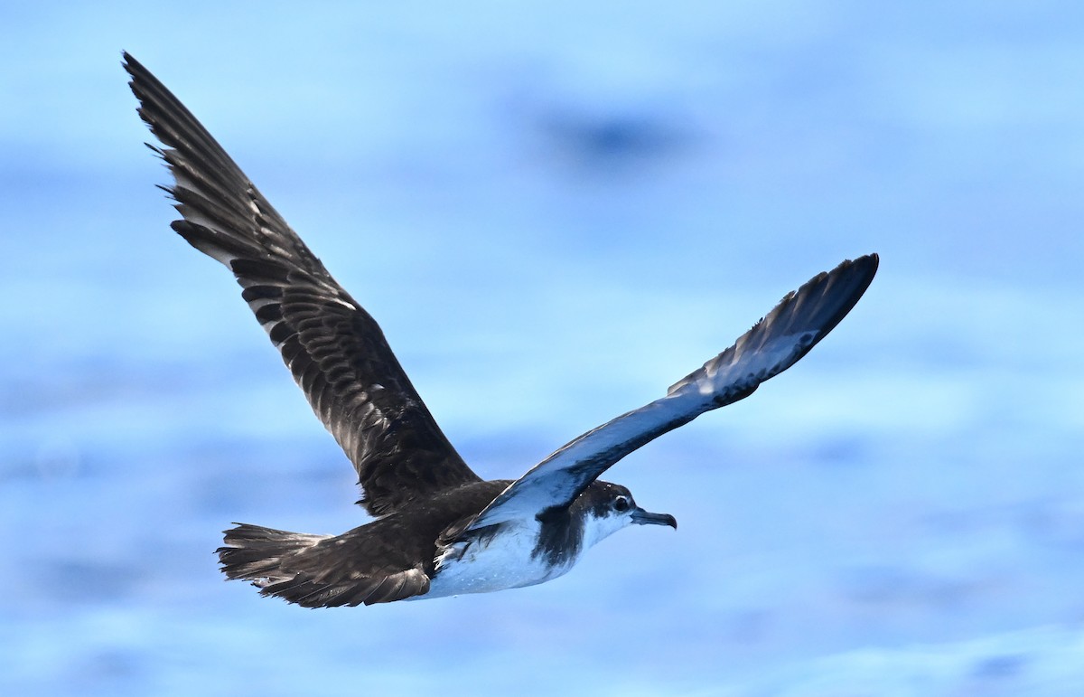 Sargasso Shearwater - ML638610564