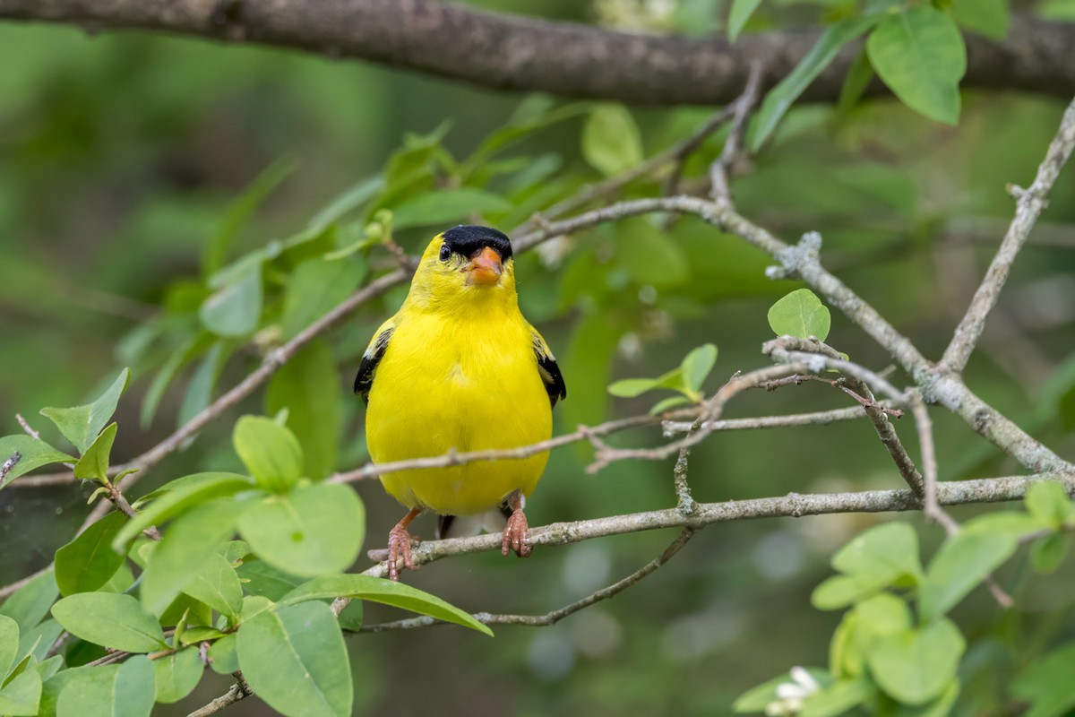 American Goldfinch - ML638610565