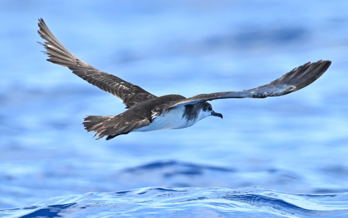 Sargasso Shearwater - ML638610566