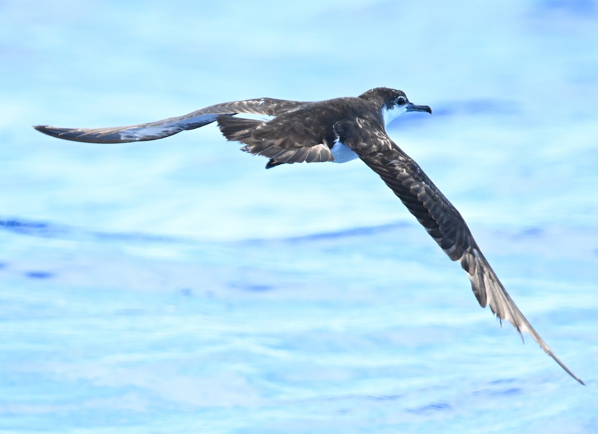 Sargasso Shearwater - ML638610567