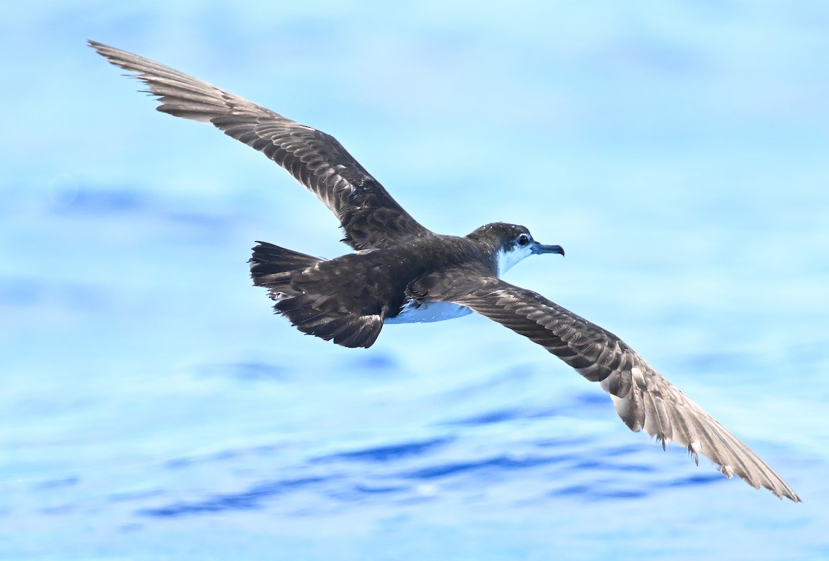 Sargasso Shearwater - ML638610568
