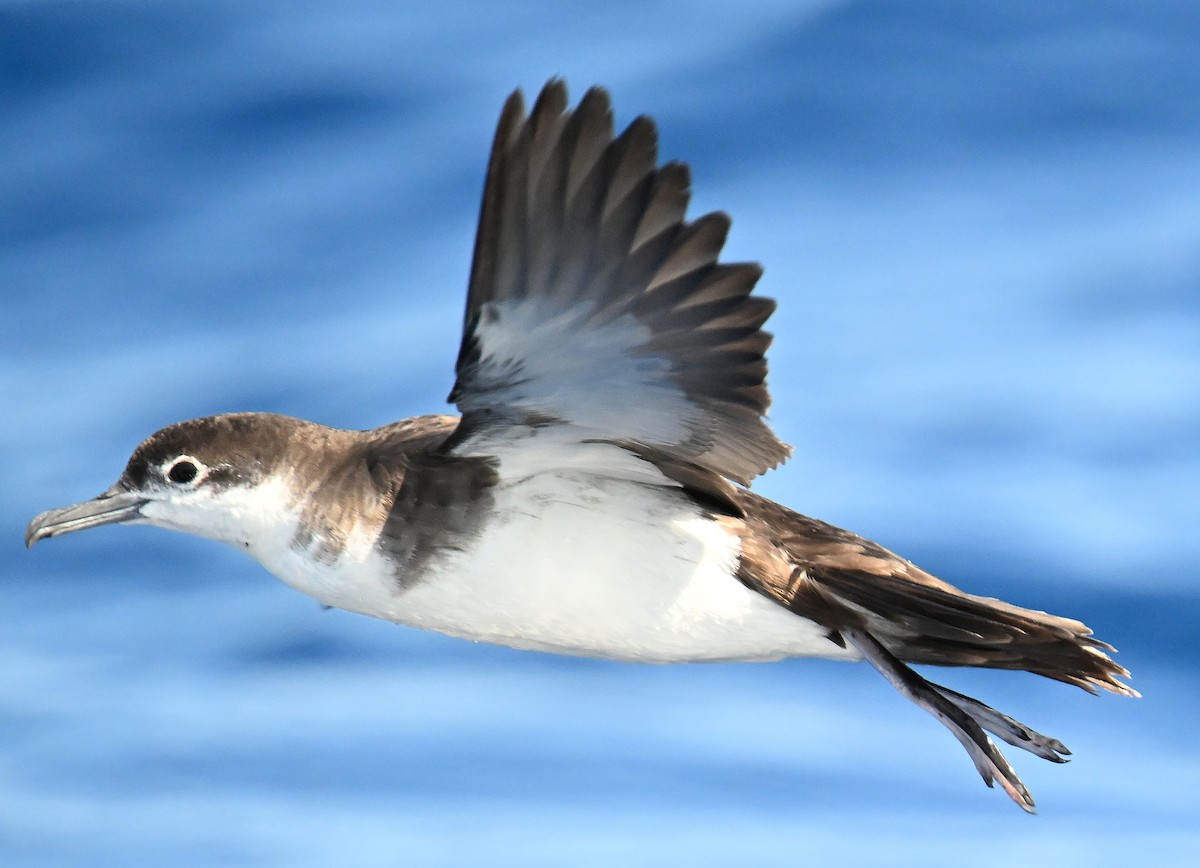 Sargasso Shearwater - ML638610569