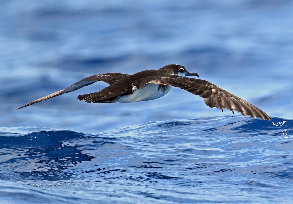 Sargasso Shearwater - ML638610570