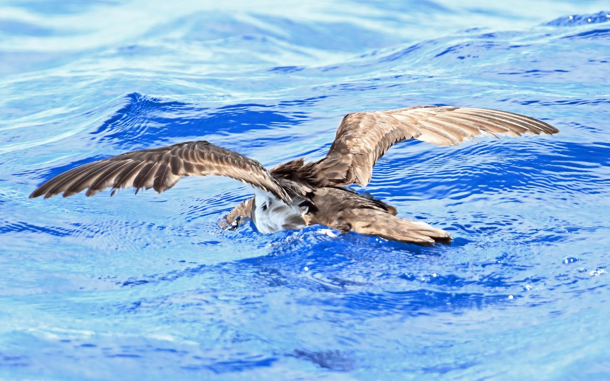 Sargasso Shearwater - ML638610572