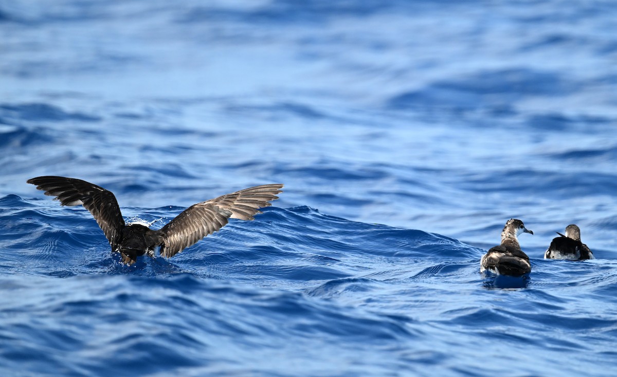 Sargasso Shearwater - ML638610573
