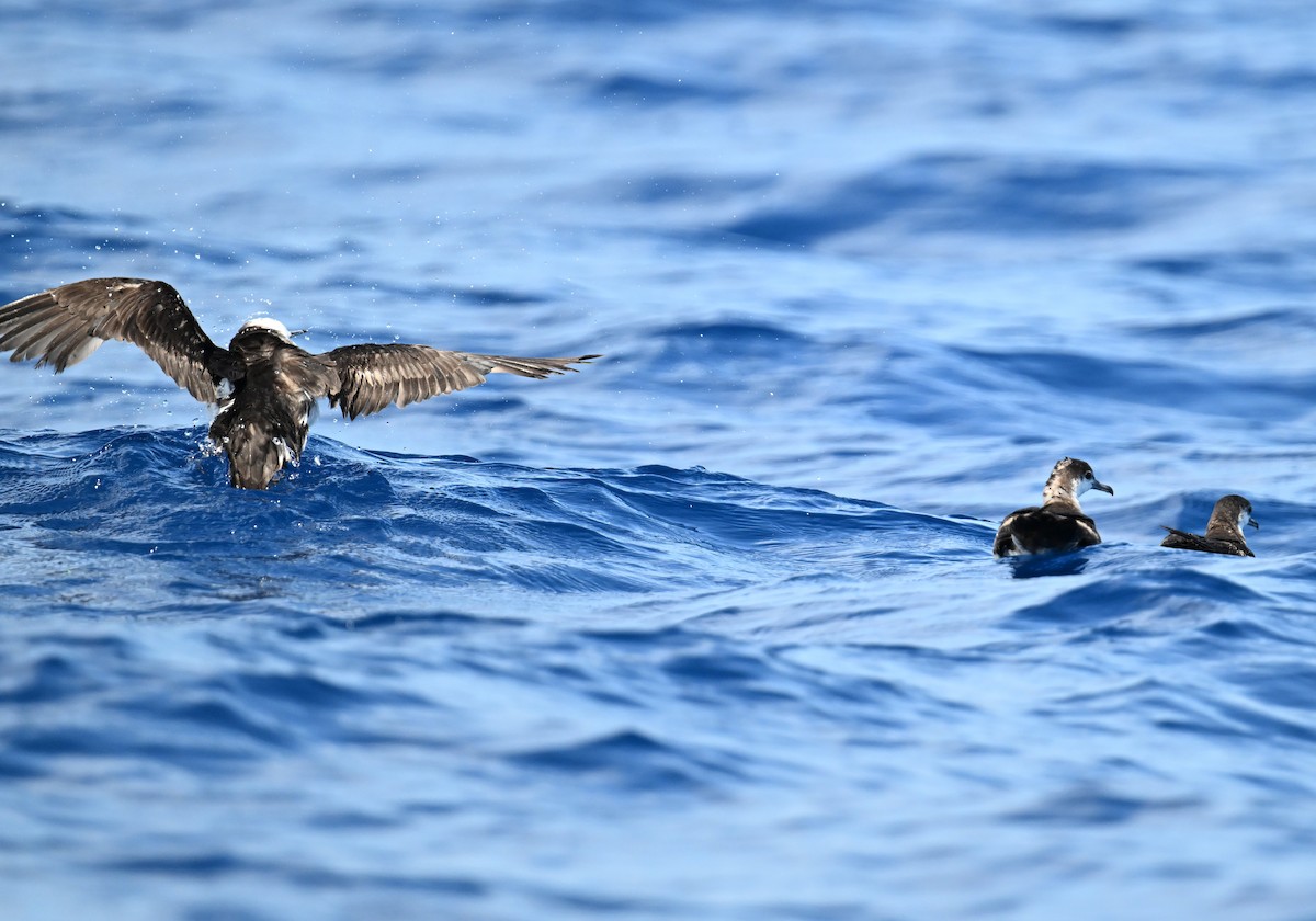 Sargasso Shearwater - ML638610575