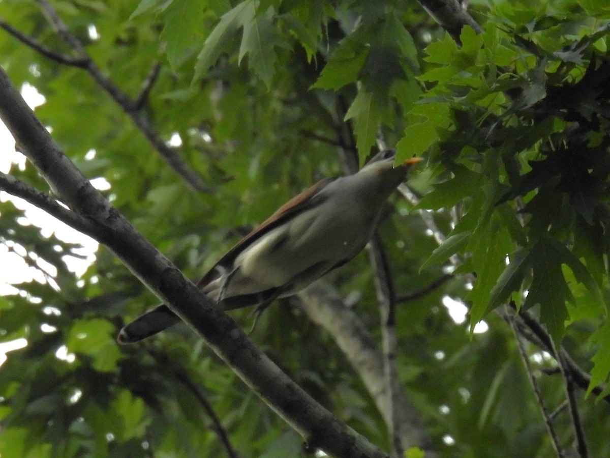 Yellow-billed Cuckoo - ML638610578