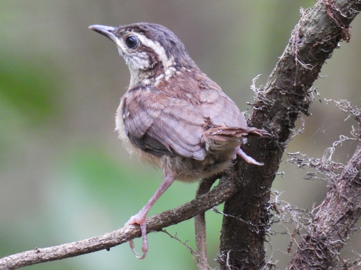 Carolina Wren - ML638610588