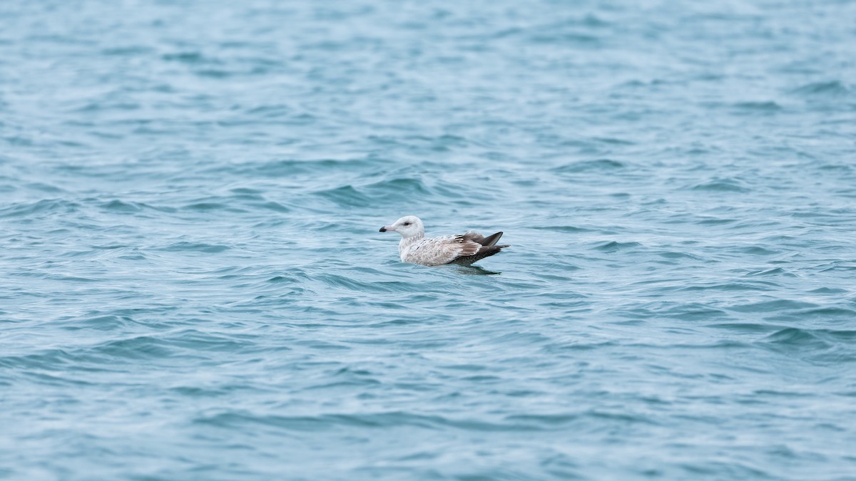 American Herring Gull - ML638610595