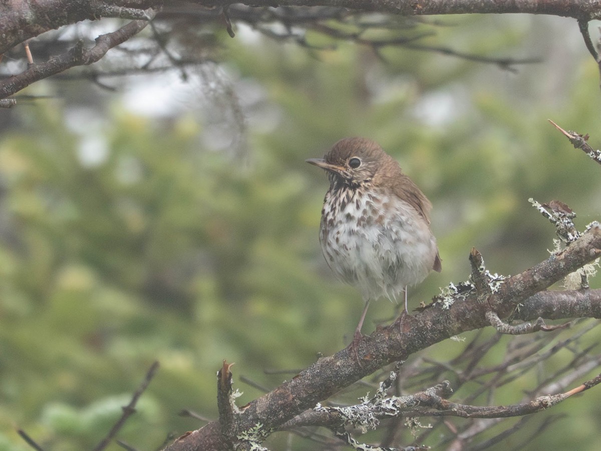 Hermit Thrush - ML638610604