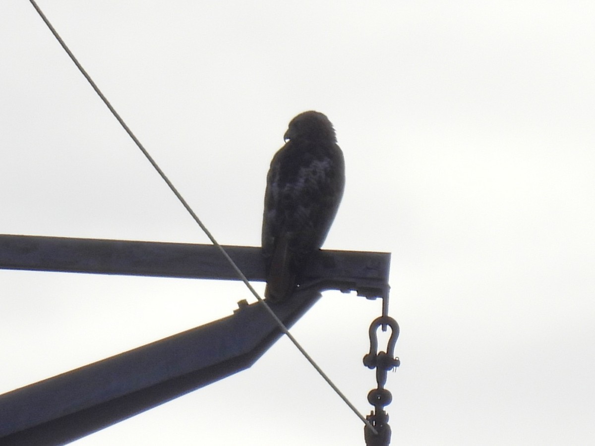 Red-tailed Hawk - ML638610619