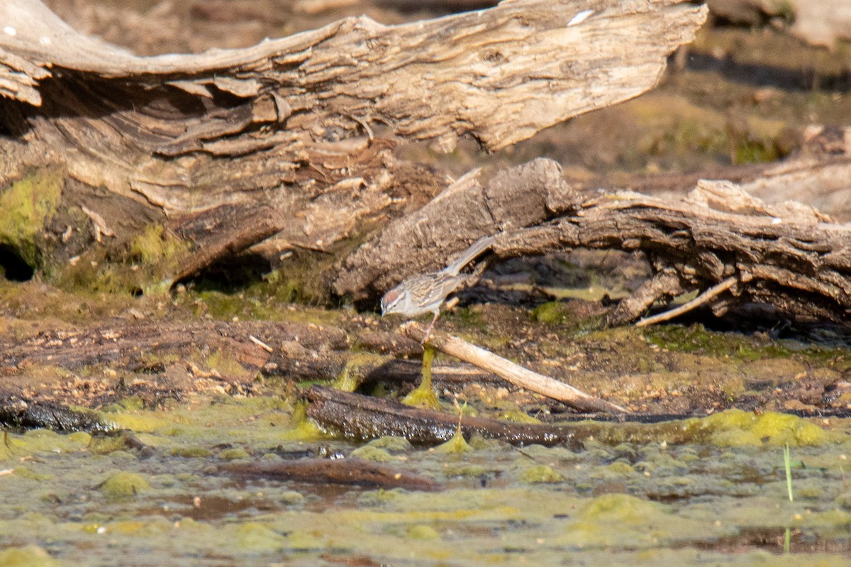 Chipping Sparrow - ML638610671