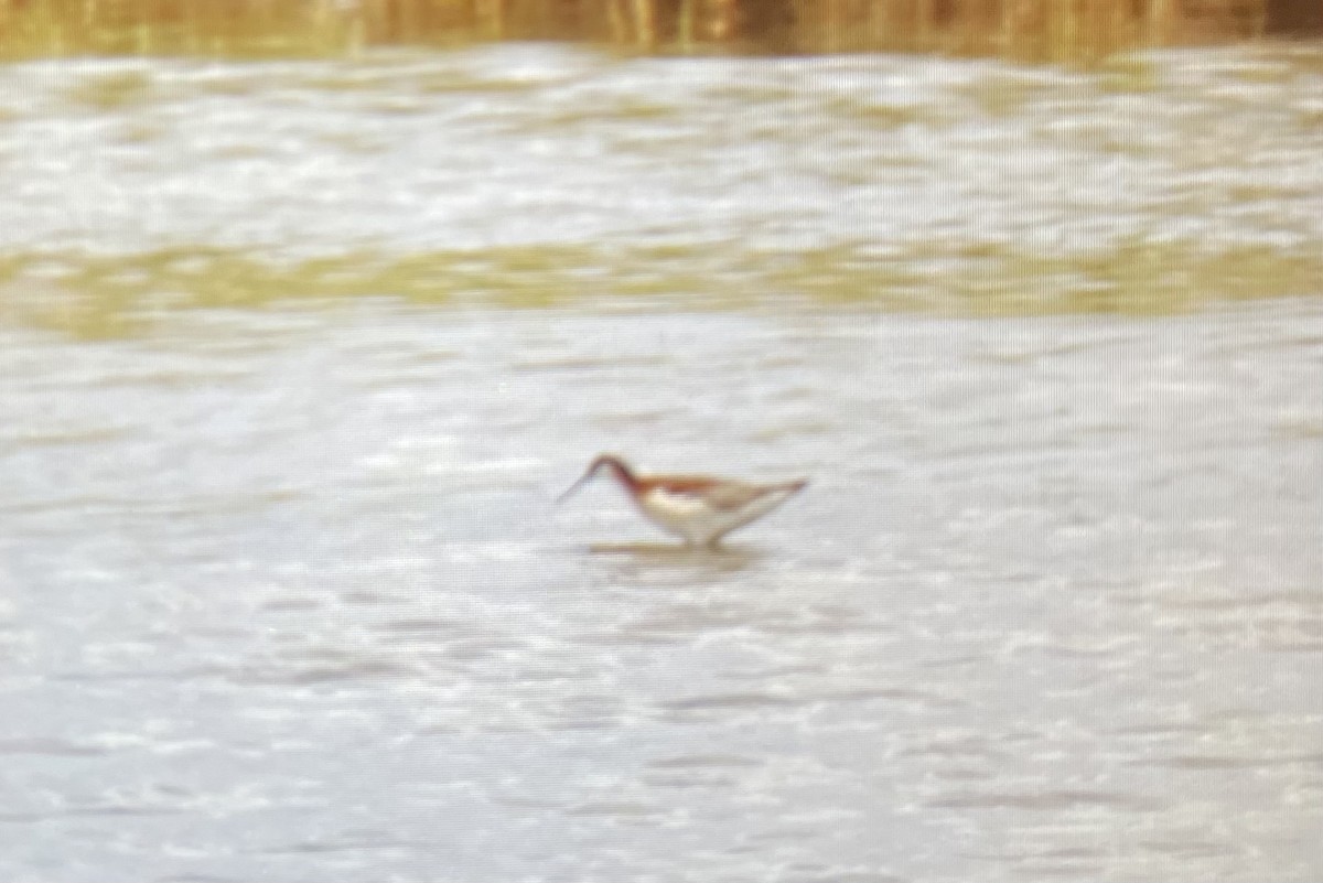 Wilson's Phalarope - ML638610672