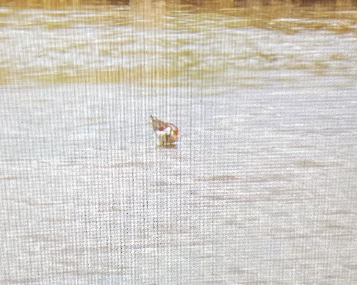 Wilson's Phalarope - ML638610673