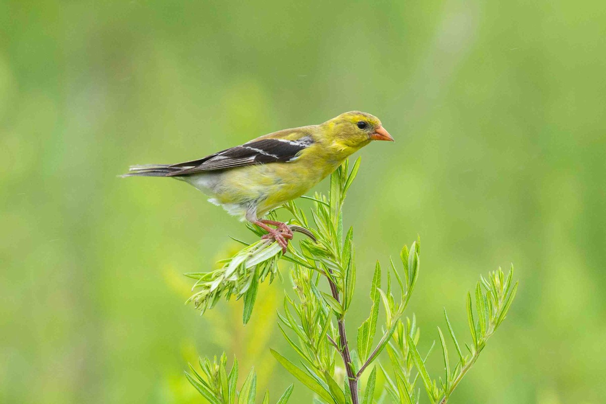 American Goldfinch - ML638610792