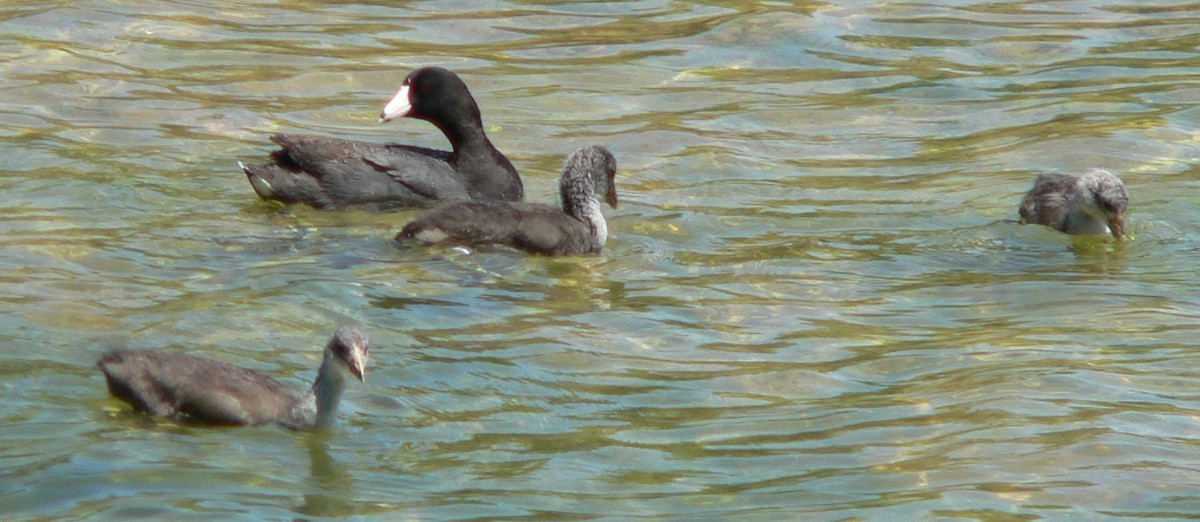 American Coot - ML638610794