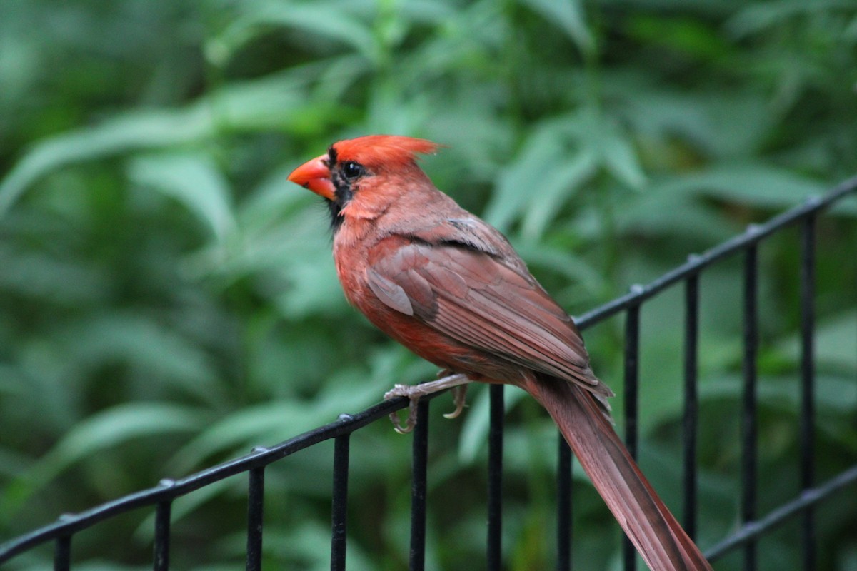 Northern Cardinal - ML638610798