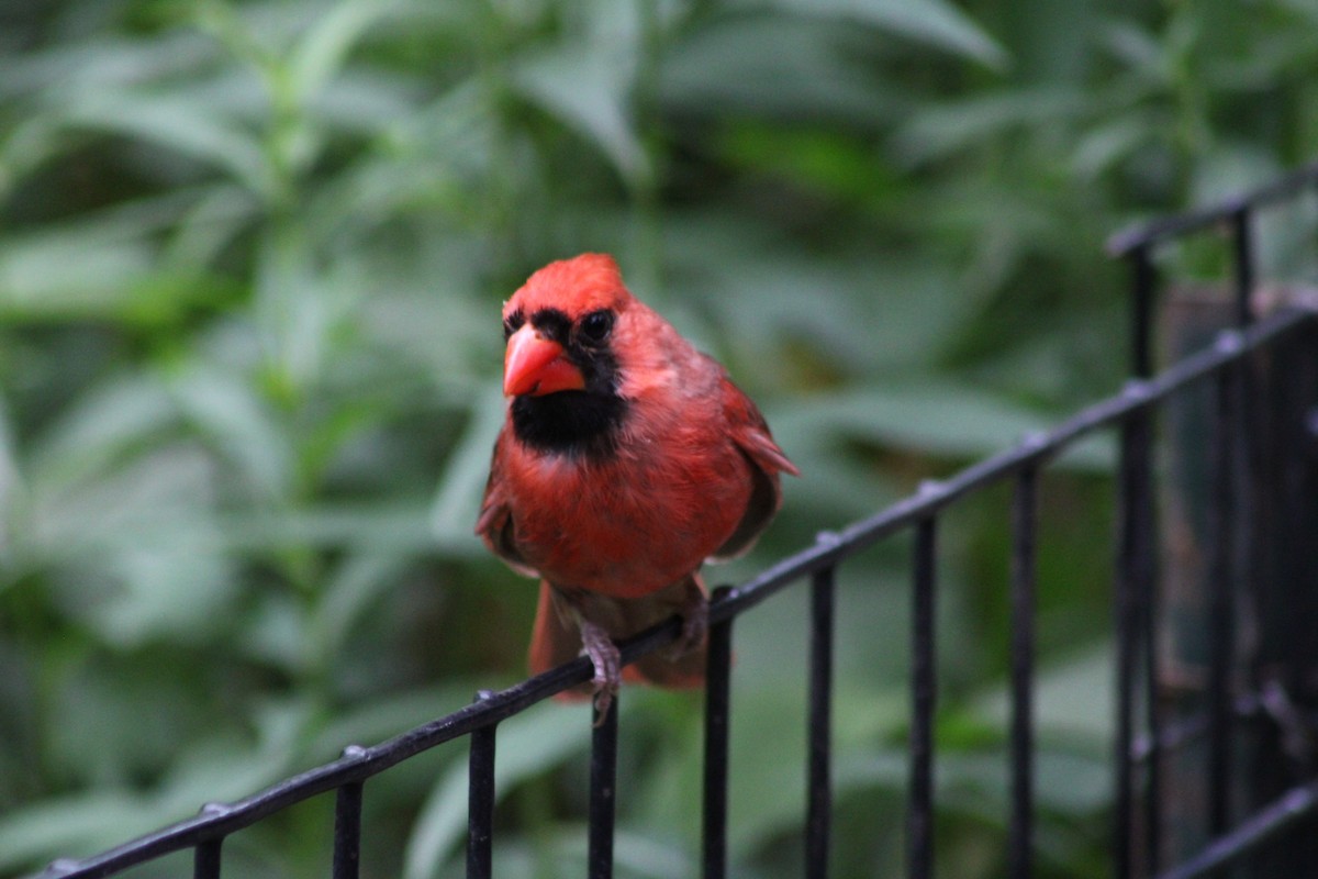 Northern Cardinal - ML638610799