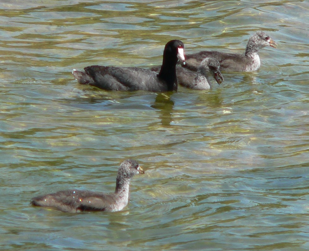 American Coot - ML638610800