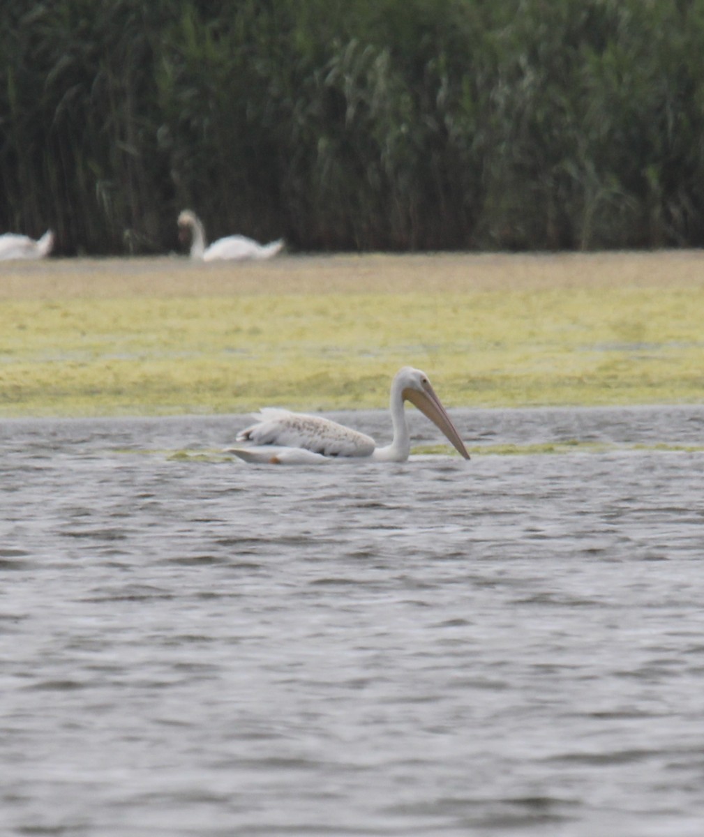 American White Pelican - ML638610825