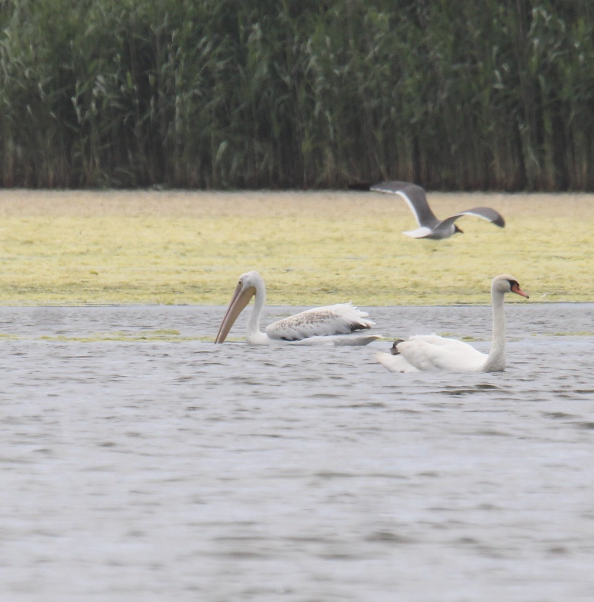 American White Pelican - ML638610827