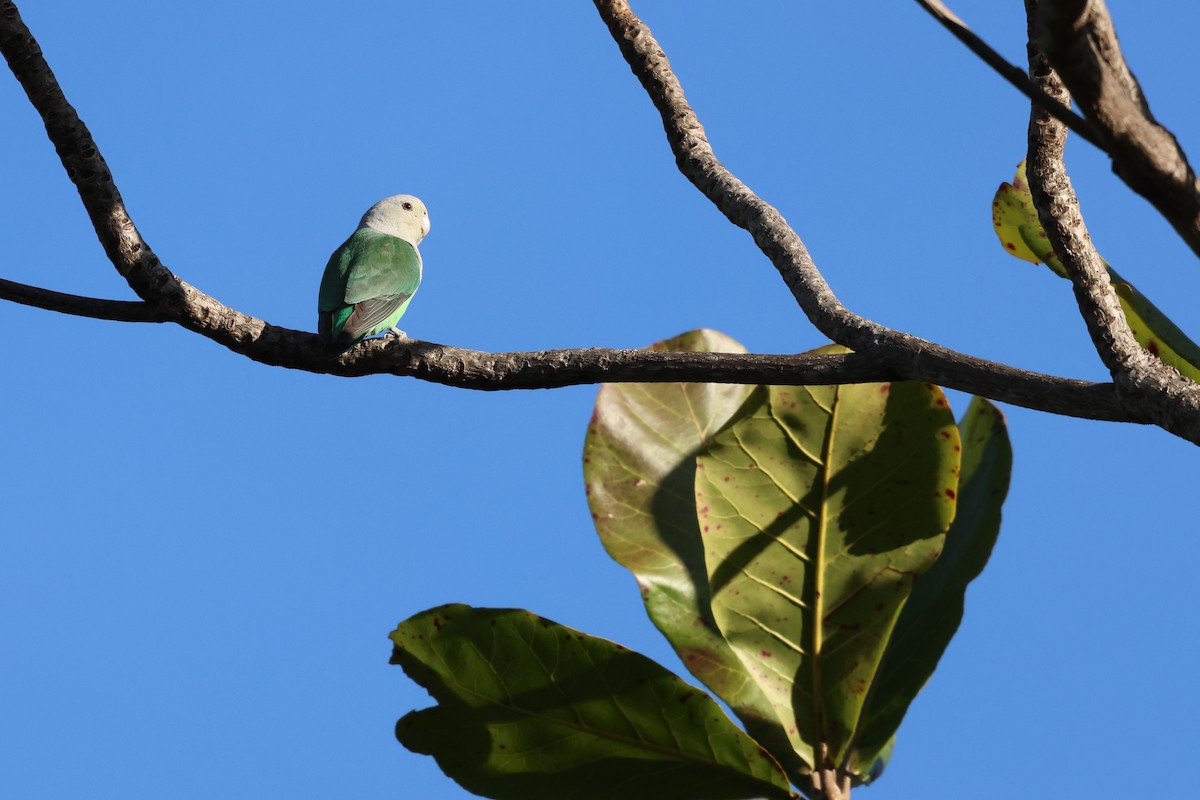 Gray-headed Lovebird - ML638610876
