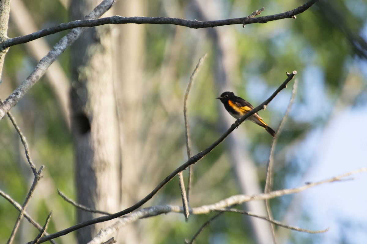 American Redstart - ML638610907