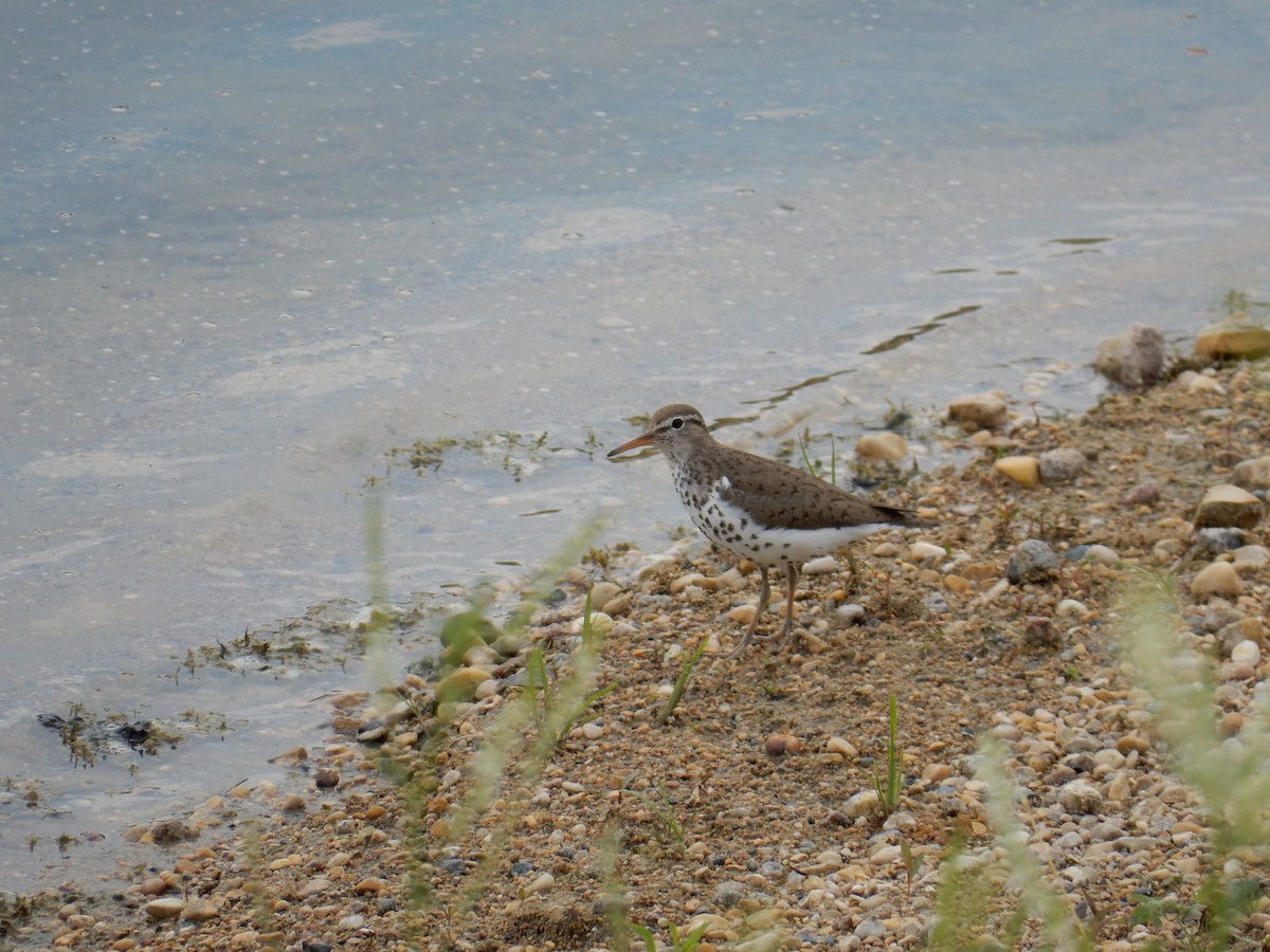 Spotted Sandpiper - ML638610918