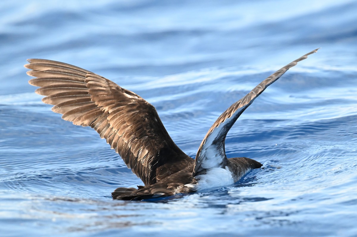 Sargasso Shearwater - ML638610941