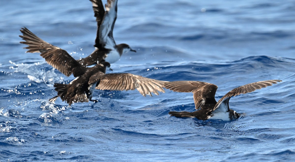 Sargasso Shearwater - ML638610942