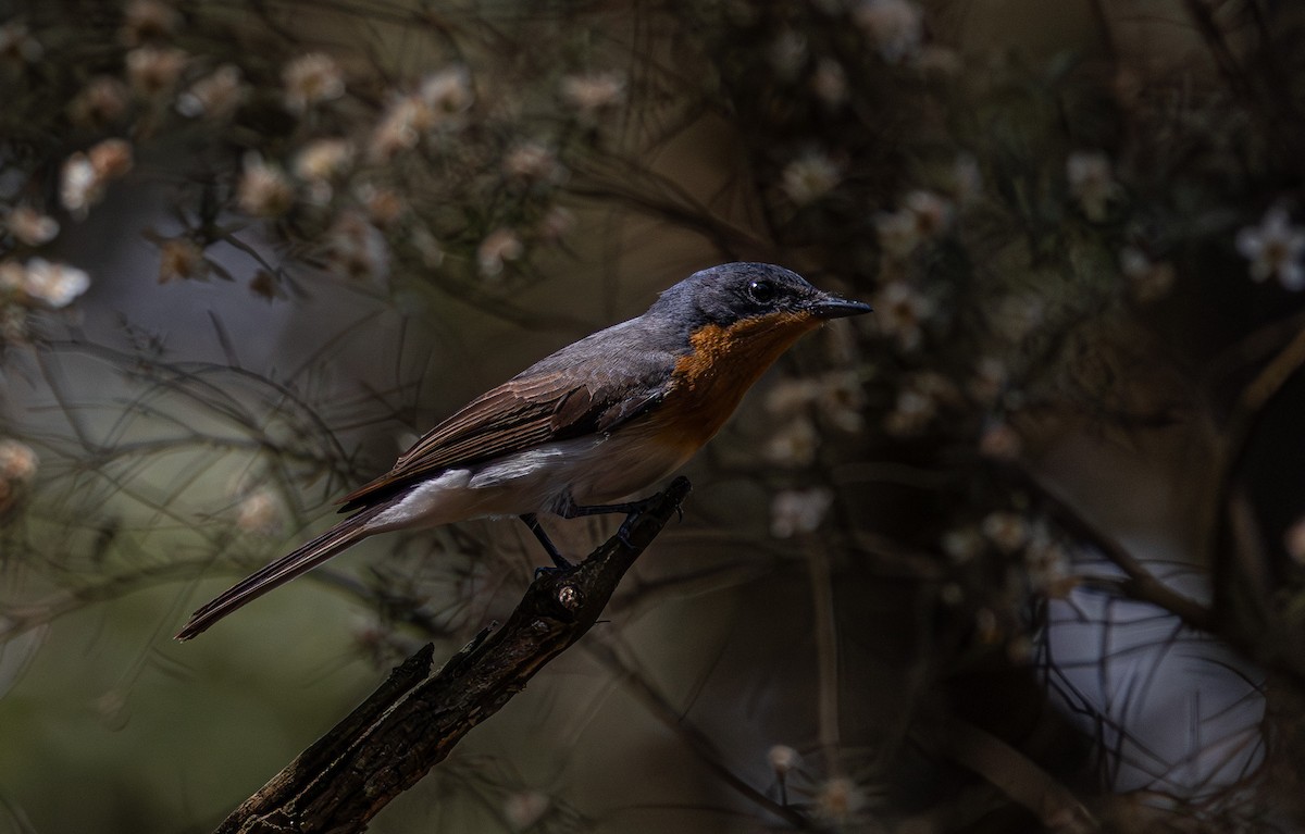 Satin Flycatcher - ML638610956