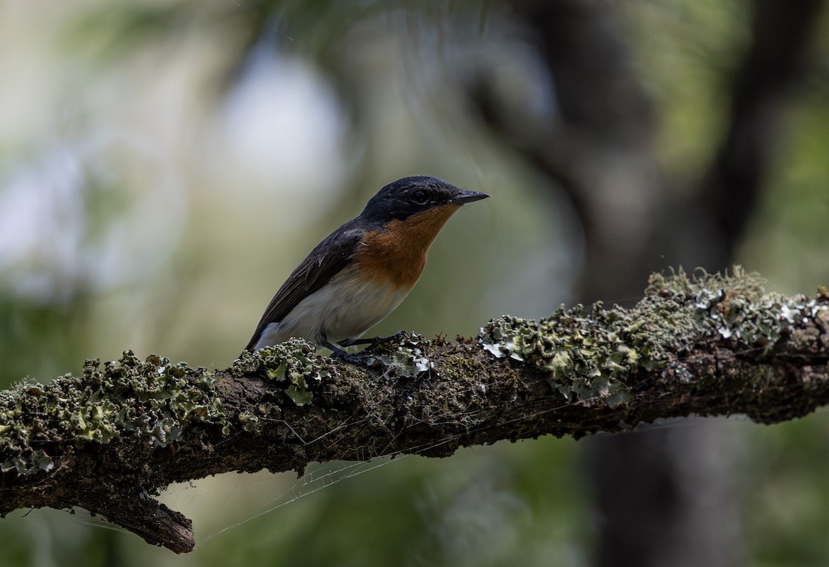Satin Flycatcher - ML638610965