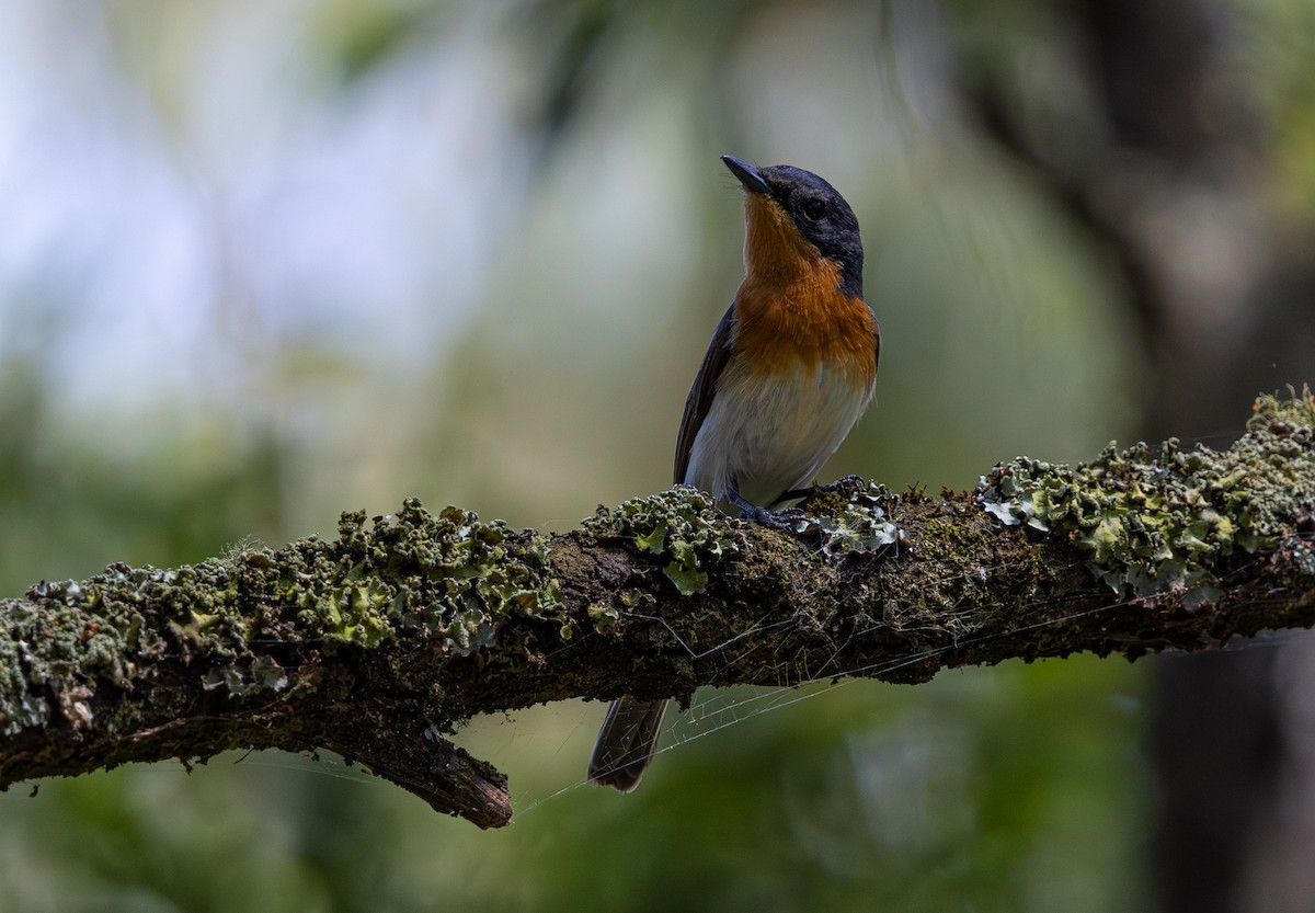 Satin Flycatcher - ML638610966