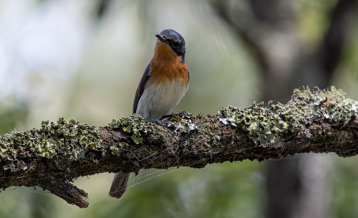Satin Flycatcher - ML638610967