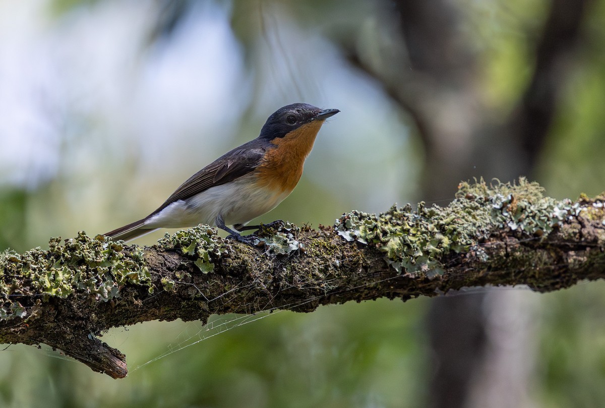 Satin Flycatcher - ML638610968