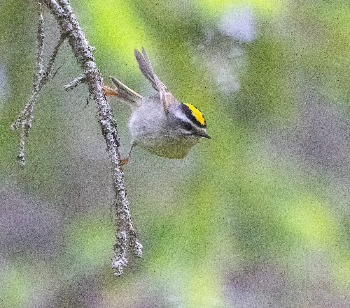 Golden-crowned Kinglet - ML638610971