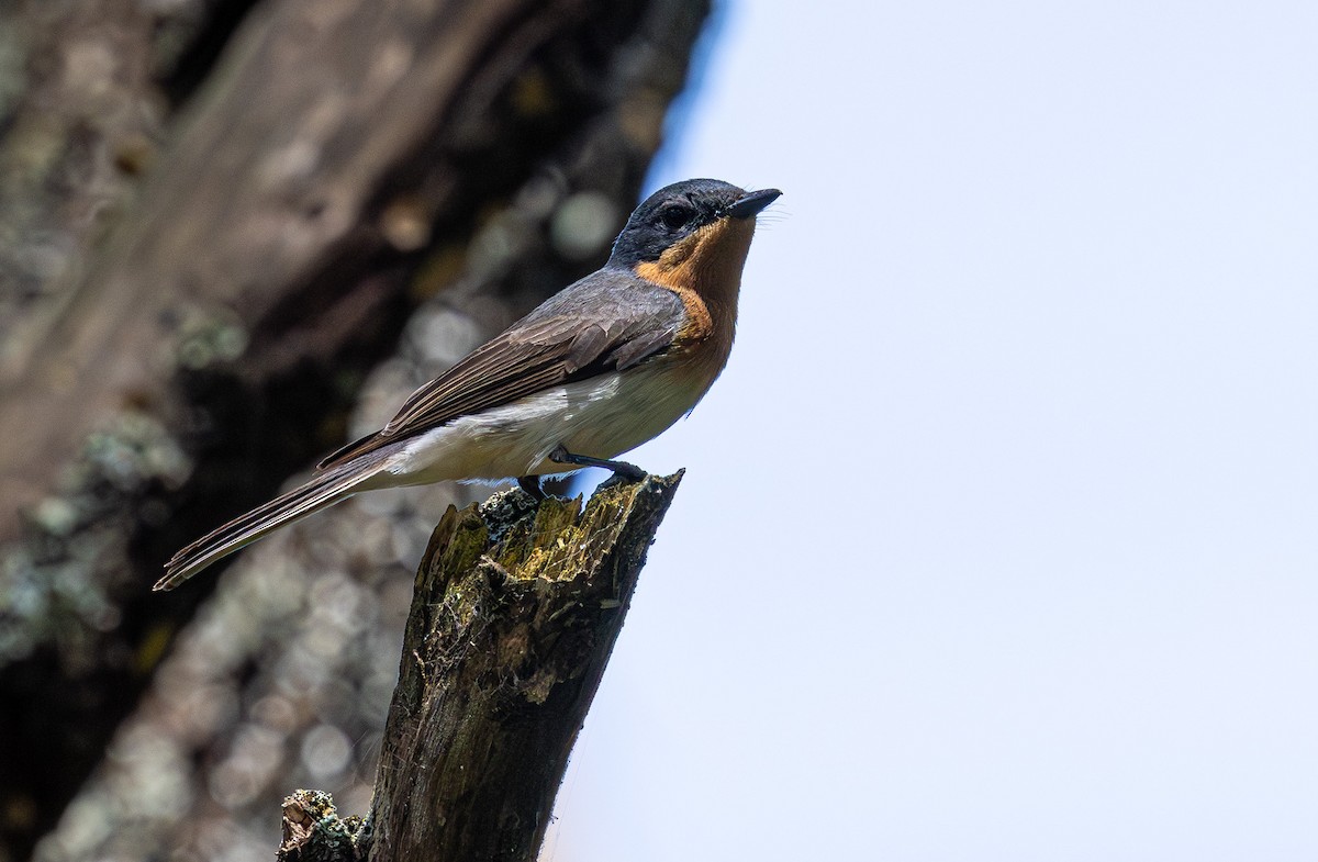 Satin Flycatcher - ML638610975